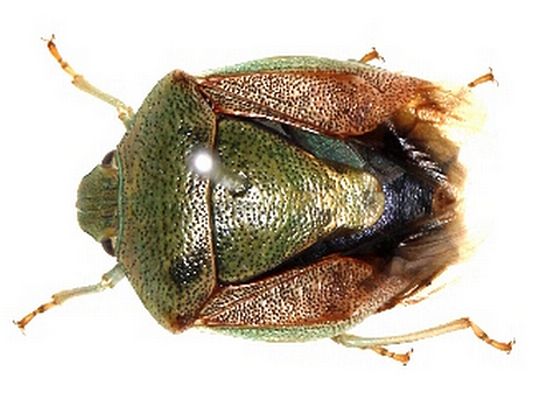 File:Plautia affinis.jpg