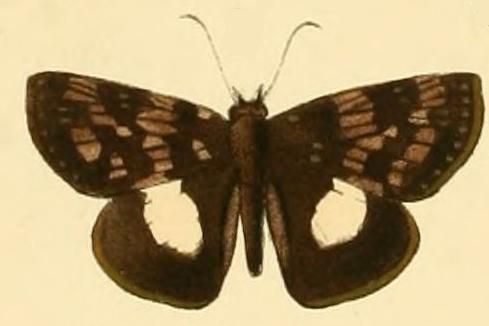 File:Potamanaxas thestia1.JPG