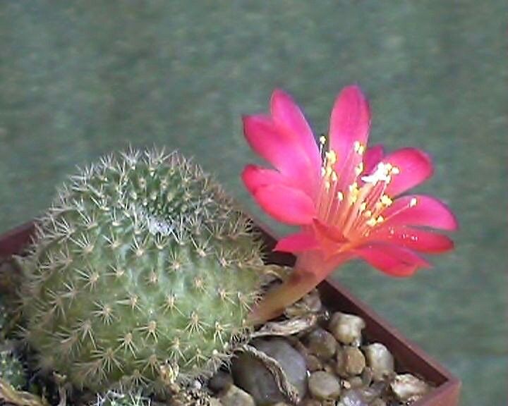 File:Rebutia minuscula1.jpg