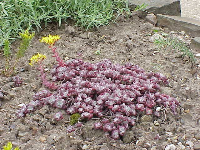 File:Sedum spathulifolium2.jpg