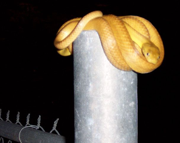 File:Snake browntree.jpg