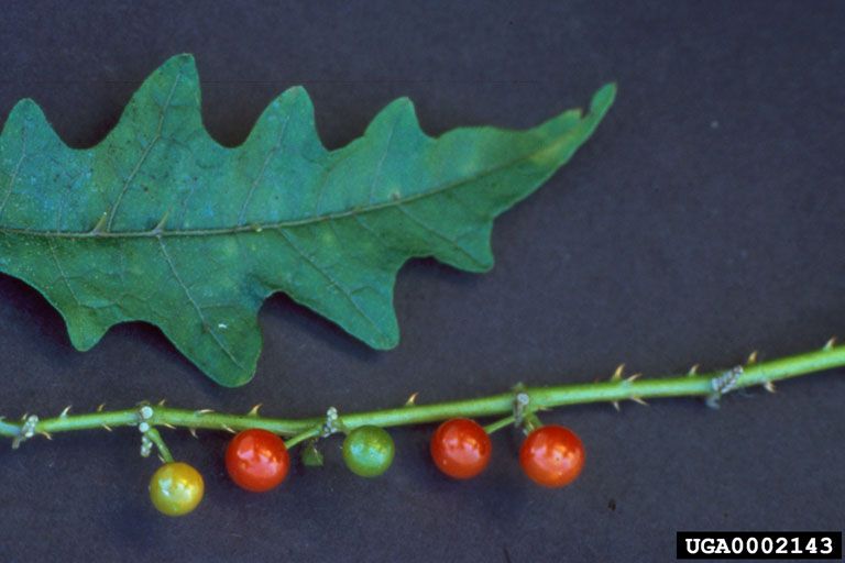 File:Solanum tampicense.jpg