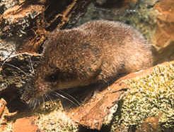 File:Sorex minutus-cropped.jpg