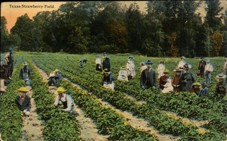 File:Texas Strawberry Field.jpg