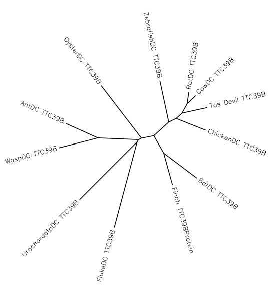 File:Unrooted Phylogenic Tree of TTC39B Distant Homologs.png