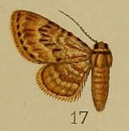 File:17-Chloroclystis dentatissima Warren, 1898.JPG