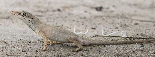 File:Anolis sericeus 2050384 (cropped).jpg