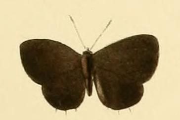 File:Anthene lacides.JPG