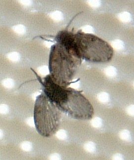 File:Bathroom fly or moth.jpg