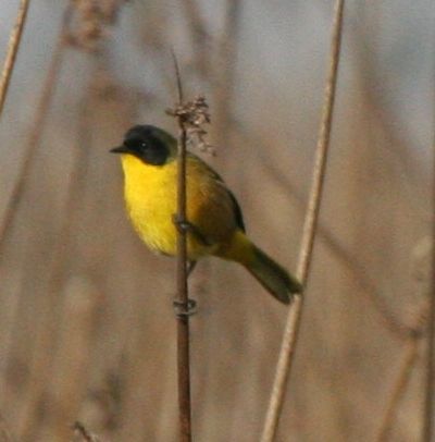 File:Black-polled Yellowthroat - cropped.jpg