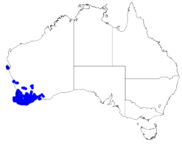 File:Boronia crenulata DistMap27.png