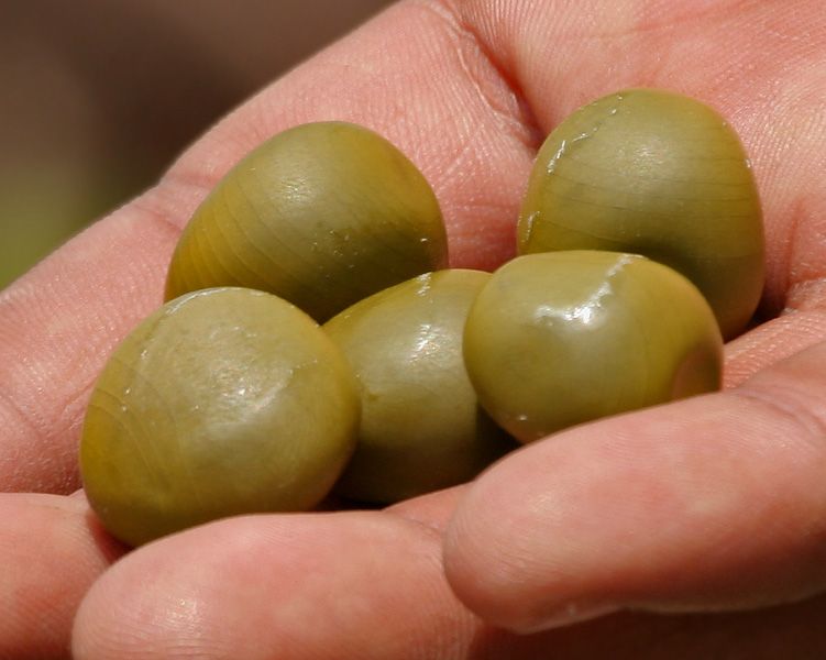 File:Caesalpinia bonduc seeds W IMG 6944.jpg