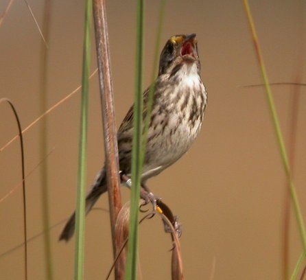 File:CapeSableSeasideSparrow 2.jpg