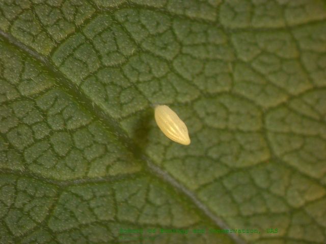 File:Catopsilia crocale egg sec.jpg