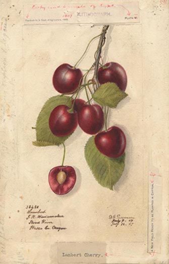 File:Cherries 38450lg.jpg