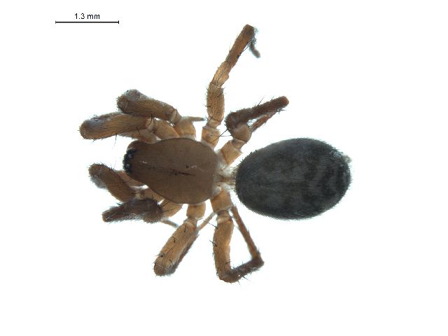 File:Cicurina tersa f.jpg