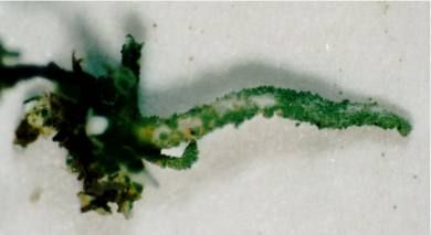 File:Cladonia macilenta bacil (EU).jpg