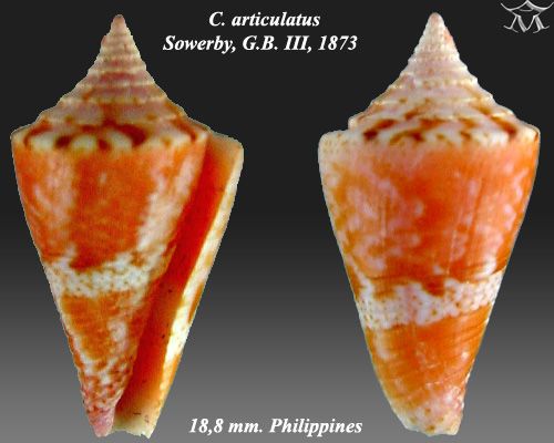 File:Conus articulatus 2.jpg