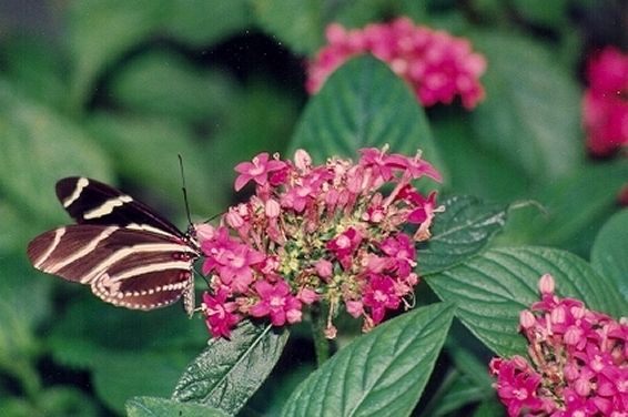 File:Cypress Gardens butterfly and flowers.jpg