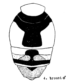 File:Eristalis brousii abdomen.png