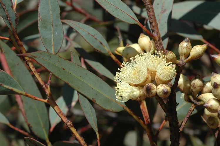 File:Eucalyptus semiglobosa buds.jpg