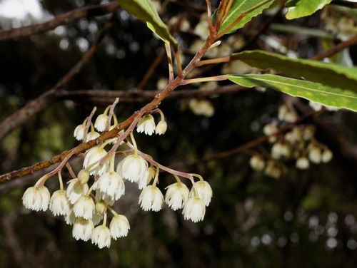 File:Flowers of Elaeocarpus dentatus var. dentatus.jpg