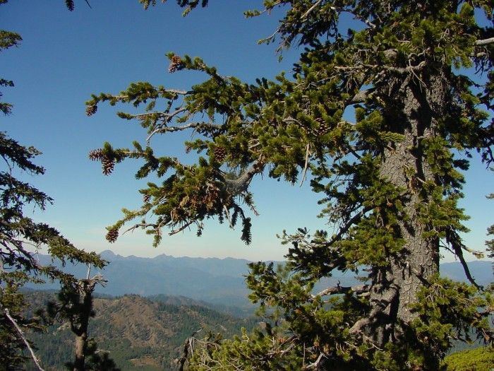 File:Foxtail Pine.jpg