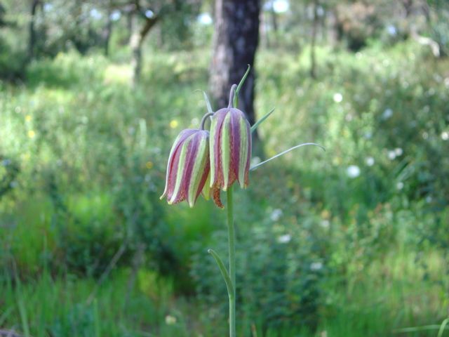 File:Fritillaria lusitanica Wikstrom.jpg