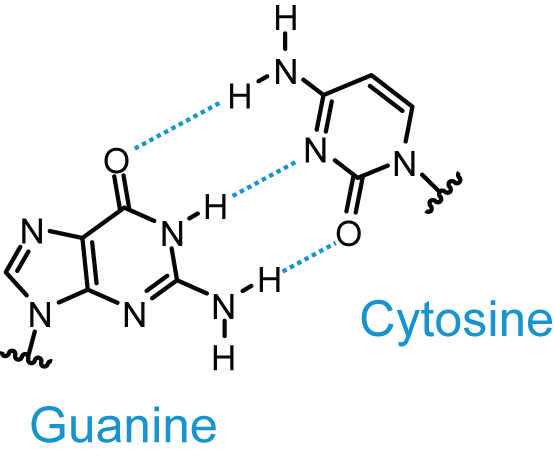 File:GC DNA base pair.png