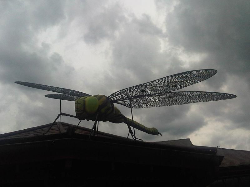 File:Giant dragonfly 2 - wetland.jpg