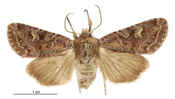 File:Graphania agorastis female.jpg