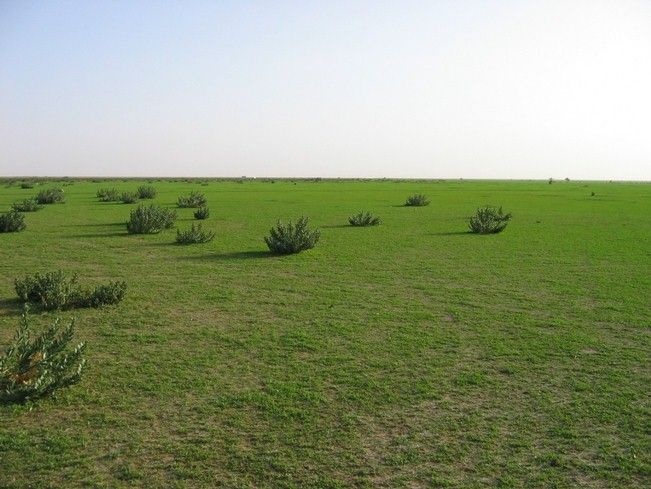 File:Hafar Al-Batin in Spring 002.JPG