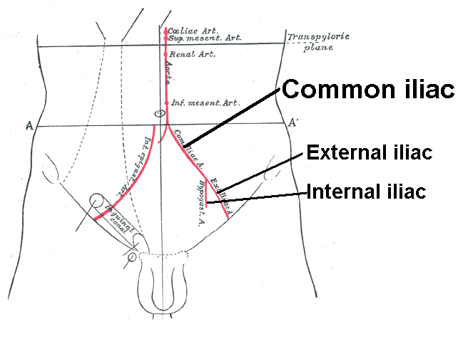 File:Iliac artery bifurcation.PNG