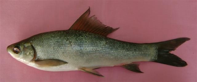 File:Labeo gonius.jpg