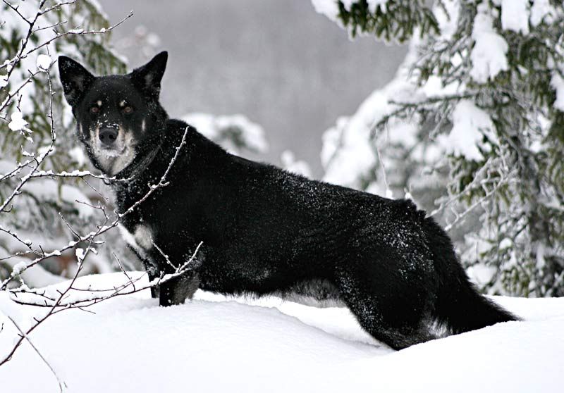 File:Lapskvallhund.jpg