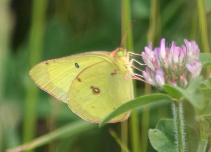 File:Male Clouded Sulphur, Megan McCarty56.jpg