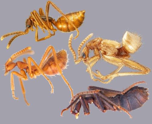 File:Myrmecoid staphylinidae.jpg