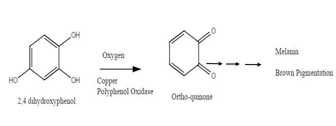 File:PPO (2).png