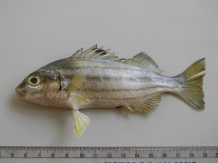 File:Pelates quadrilineatus.jpg