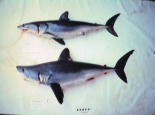 File:Porbeagle mako comparison.jpg