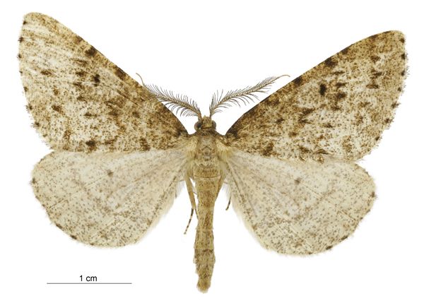 File:Pseudocoremia terrena male.jpg