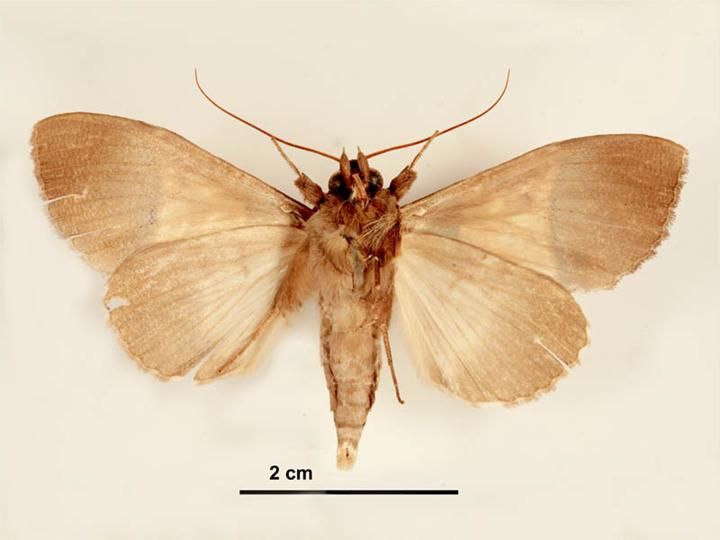 File:Serrodes campana male ventral.jpg