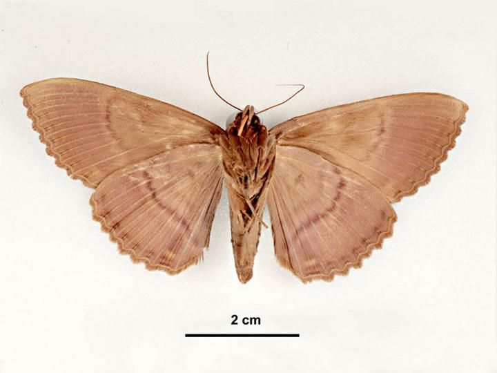 File:Speiredonia spectans male ventral.jpg