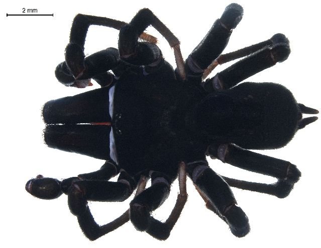 File:Sphodros niger dorsal.jpg