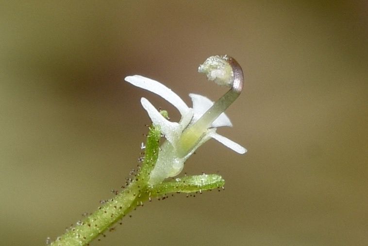 File:Stylidium uliginosum.jpg