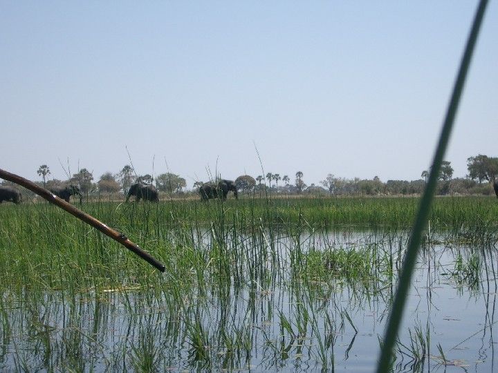 File:Thap okavango delta.JPG