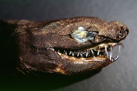 File:Trigonognathus kabeyai head 1.jpg