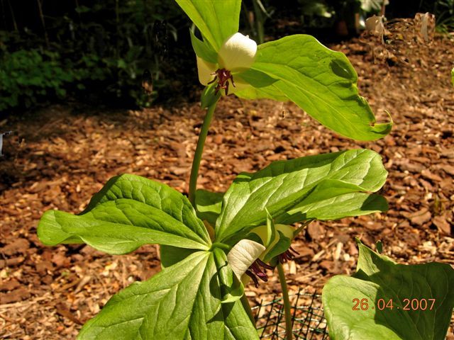 File:Trillium rugeli 1.jpg