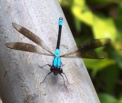 File:Tropical Rockmaster - Cairns Australia.jpg