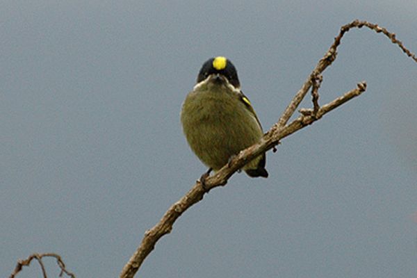 File:Western green tinkerbird.jpg